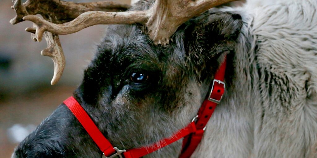 What color are reindeer's eyes and why do they change in the winter?